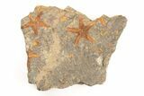 Two Ordovician Starfish (Petraster?) Fossils - Morocco - #195864-1